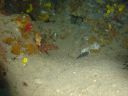 Dateiname=DSC00029.JPG
Dateigröße=442KB
Abmessungen: 1024x768
hinzugefügt am: 05. August 2014 DSC00029.JPG