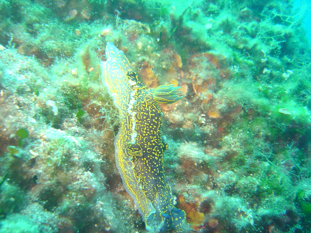 DSC00265.jpg