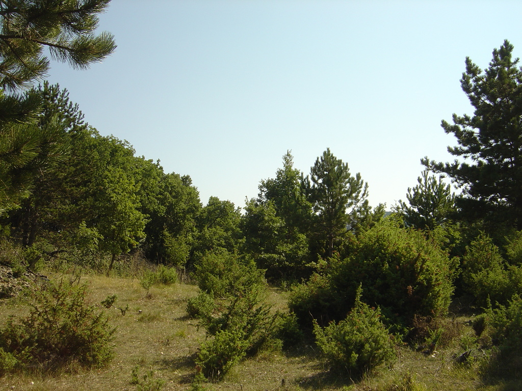 DSC00293.jpg