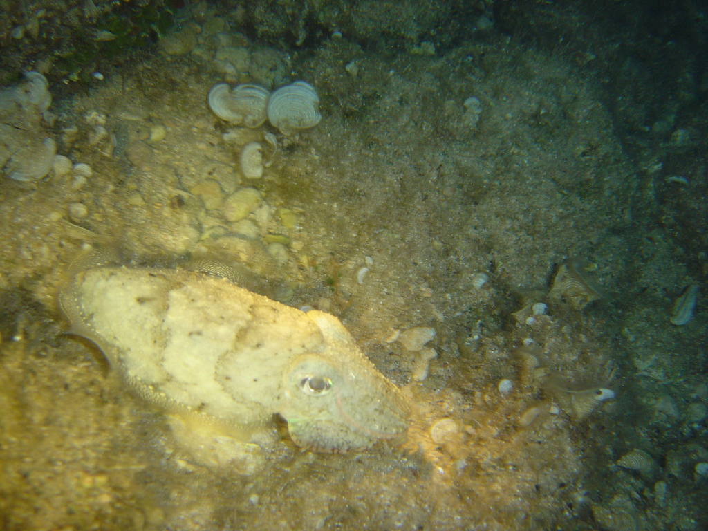 DSC00355.jpg
