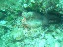 DSC00238.jpg