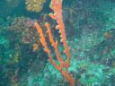 DSC00245.jpg