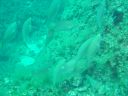 DSC00255.jpg