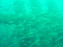DSC00282.jpg