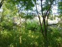 DSC00294.jpg