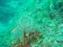 DSC00379.jpg