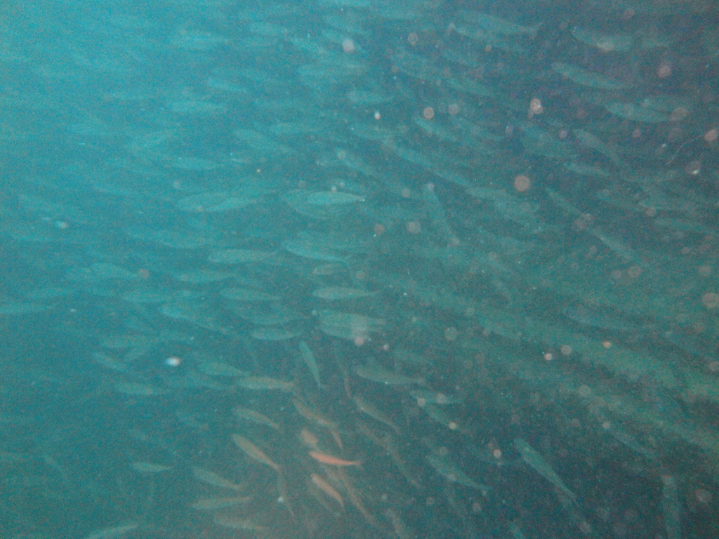 DSC00223.JPG