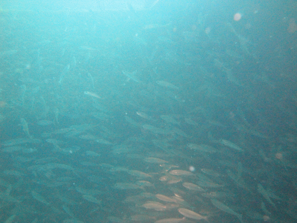 DSC00224.JPG