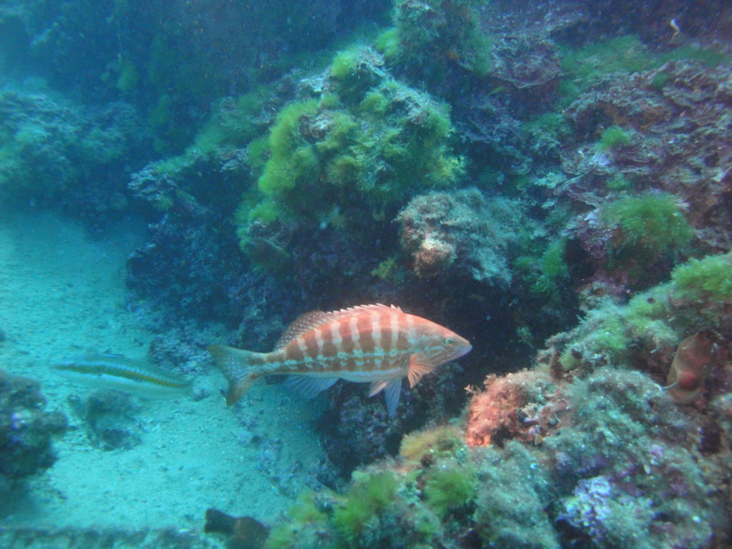 DSC00008.JPG