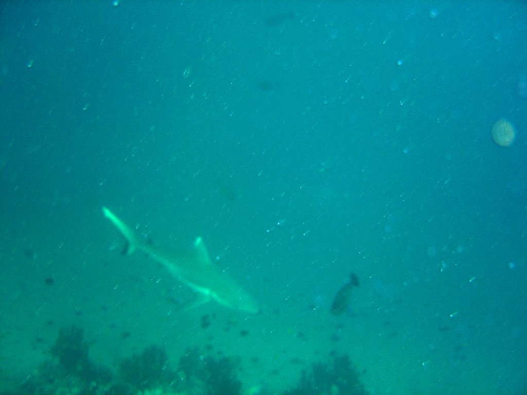 DSC00094.JPG