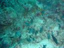 Filename=DSC00004.JPG
Filesize=535KiB
Dimensions=1024x768
Date added=Aug 05, 2014 DSC00004.JPG