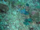 Filename=DSC00005.JPG
Filesize=481KiB
Dimensions=1024x768
Date added=Aug 05, 2014 DSC00005.JPG