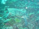 Filename=DSC00010.JPG
Filesize=504KiB
Dimensions=1024x768
Date added=Aug 05, 2014 DSC00010.JPG