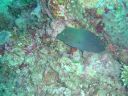 Filename=DSC00012.JPG
Filesize=516KiB
Dimensions=1024x768
Date added=Aug 05, 2014 DSC00012.JPG