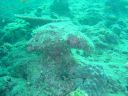Filename=DSC00017.JPG
Filesize=489KiB
Dimensions=1024x768
Date added=Aug 05, 2014 DSC00017.JPG