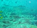 Filename=DSC00020.JPG
Filesize=475KiB
Dimensions=1024x768
Date added=Aug 05, 2014 DSC00020.JPG
