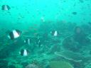 Filename=DSC00022.JPG
Filesize=479KiB
Dimensions=1024x768
Date added=Aug 05, 2014 DSC00022.JPG