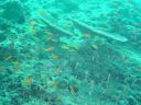 Filename=DSC00023.JPG
Filesize=504KiB
Dimensions=1024x768
Date added=Aug 05, 2014 DSC00023.JPG