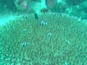 Filename=DSC00032.JPG
Filesize=487KiB
Dimensions=1024x768
Date added=Aug 05, 2014 DSC00032.JPG