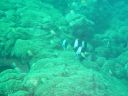 Filename=DSC00034.JPG
Filesize=476KiB
Dimensions=1024x768
Date added=Aug 05, 2014 DSC00034.JPG