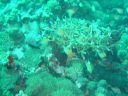 Filename=DSC00035.JPG
Filesize=473KiB
Dimensions=1024x768
Date added=Aug 05, 2014 DSC00035.JPG