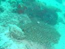 Filename=DSC00037.JPG
Filesize=483KiB
Dimensions=1024x768
Date added=Aug 05, 2014 DSC00037.JPG