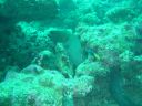 Dateiname=DSC00211.JPG
Dateigröße=449KB
Abmessungen: 1024x768
hinzugefügt am: 05. August 2014 DSC00211.JPG
