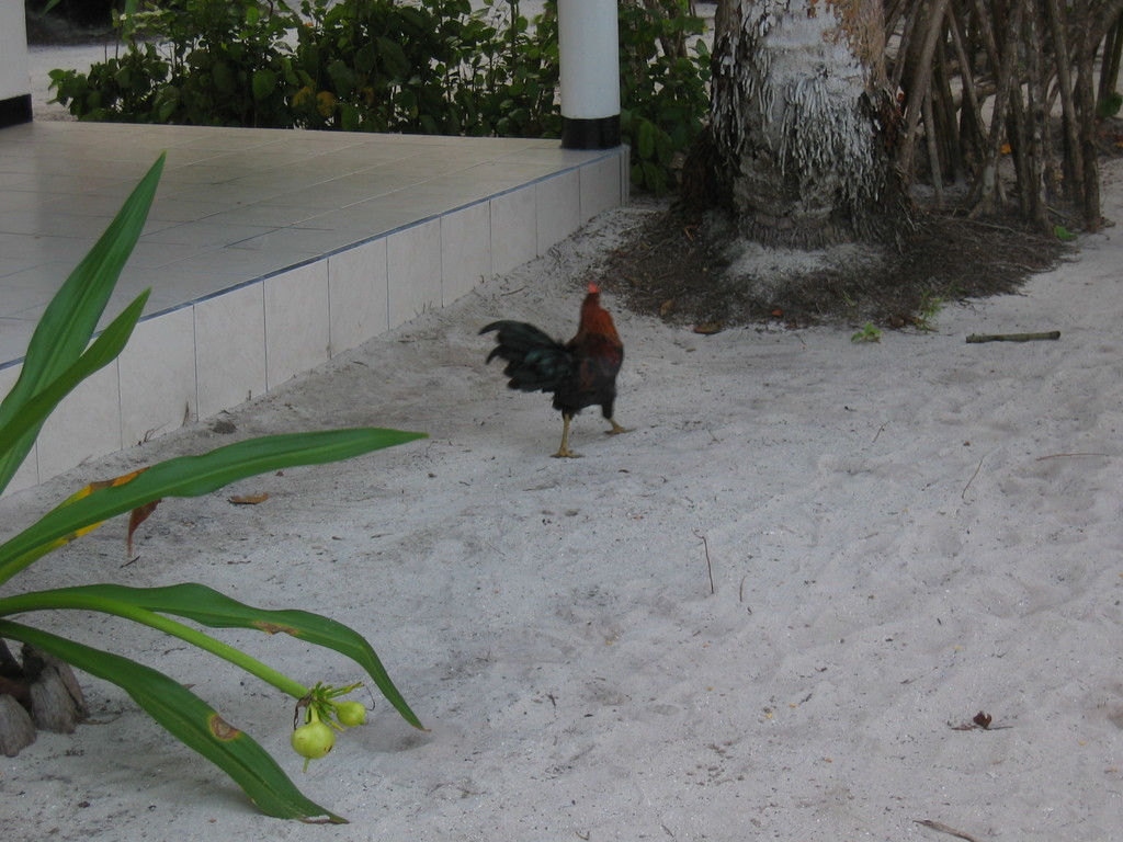 Vilamendhoo_2004_053.jpg