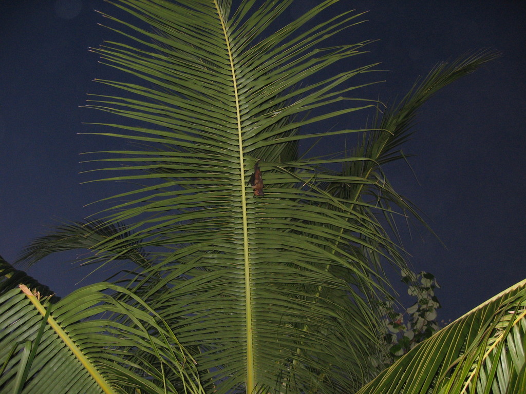 Vilamendhoo_2004_062.jpg