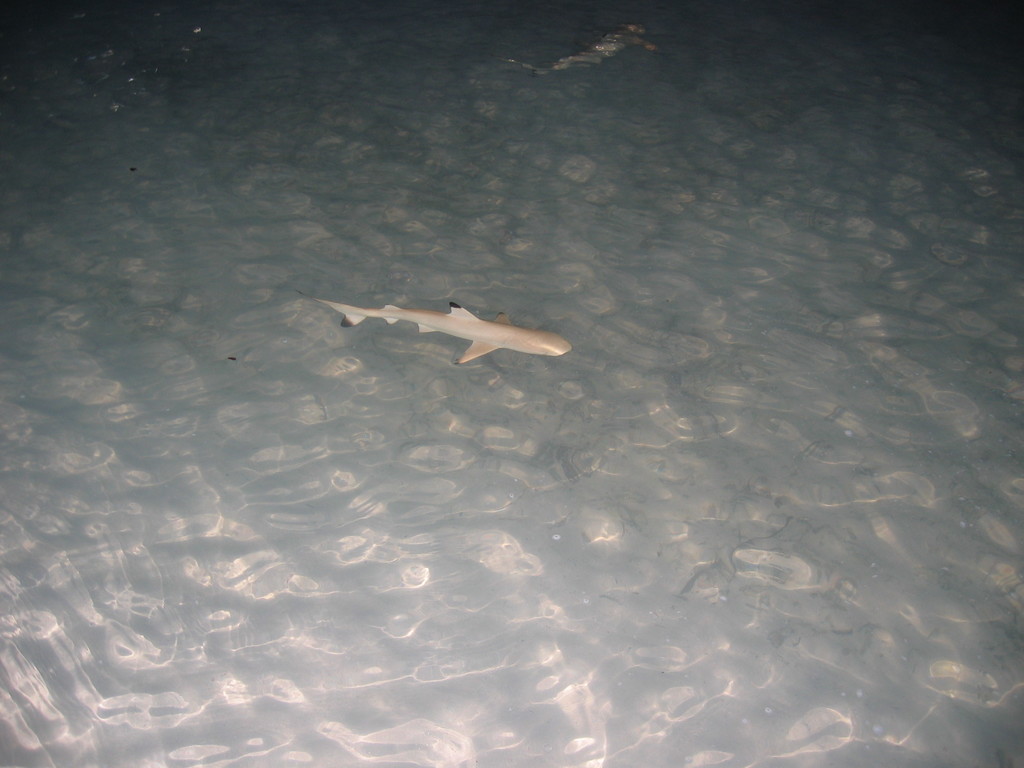 Vilamendhoo_2004_101.jpg