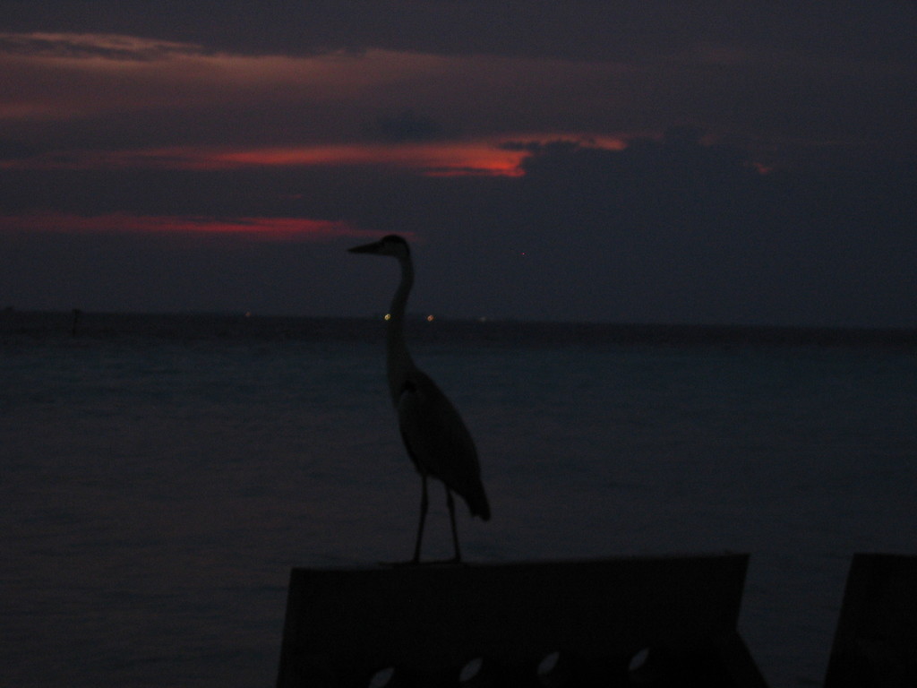 Vilamendhoo_2004_107.jpg