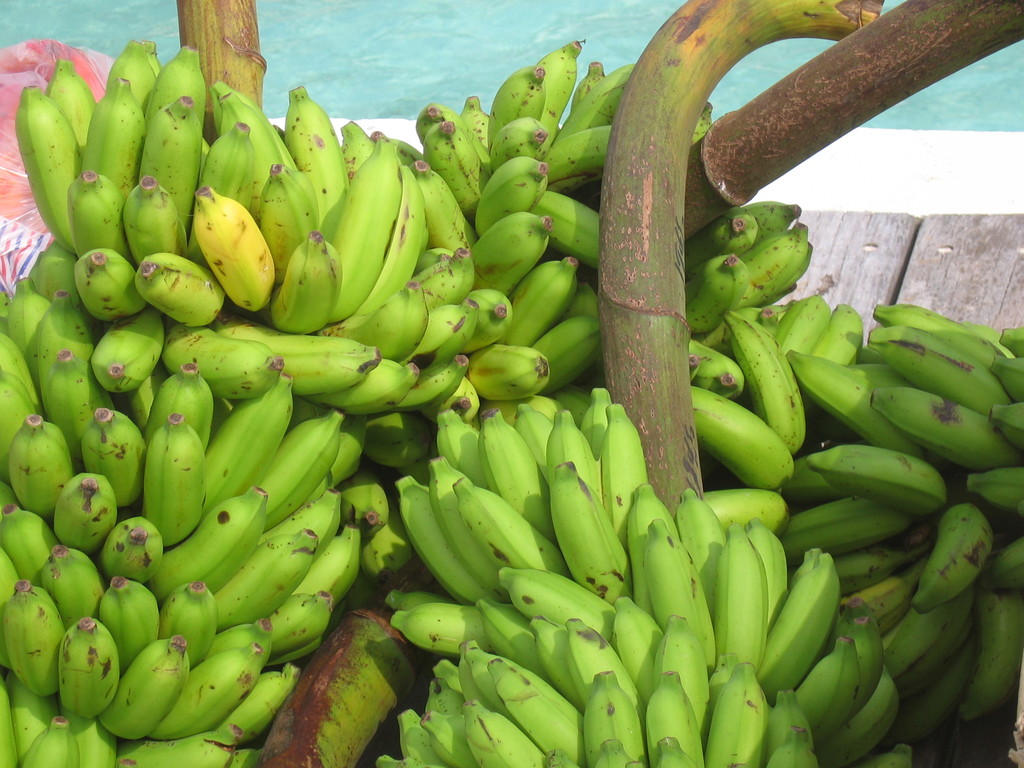 Vilamendhoo_2004_129.jpg