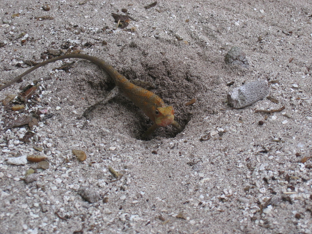 Vilamendhoo_2004_134.jpg