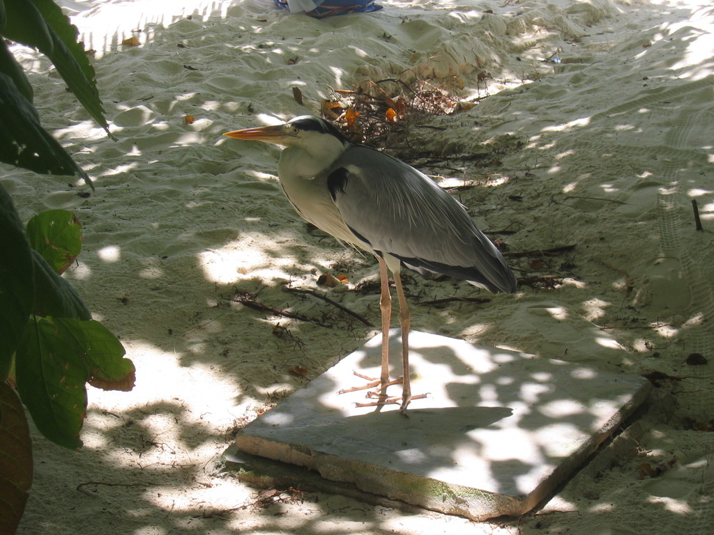 Vilamendhoo_2004_184.jpg