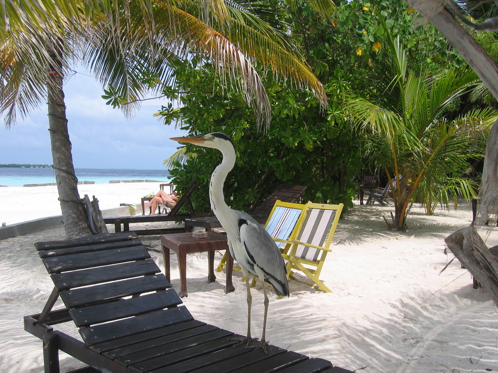Vilamendhoo_2004_253.jpg