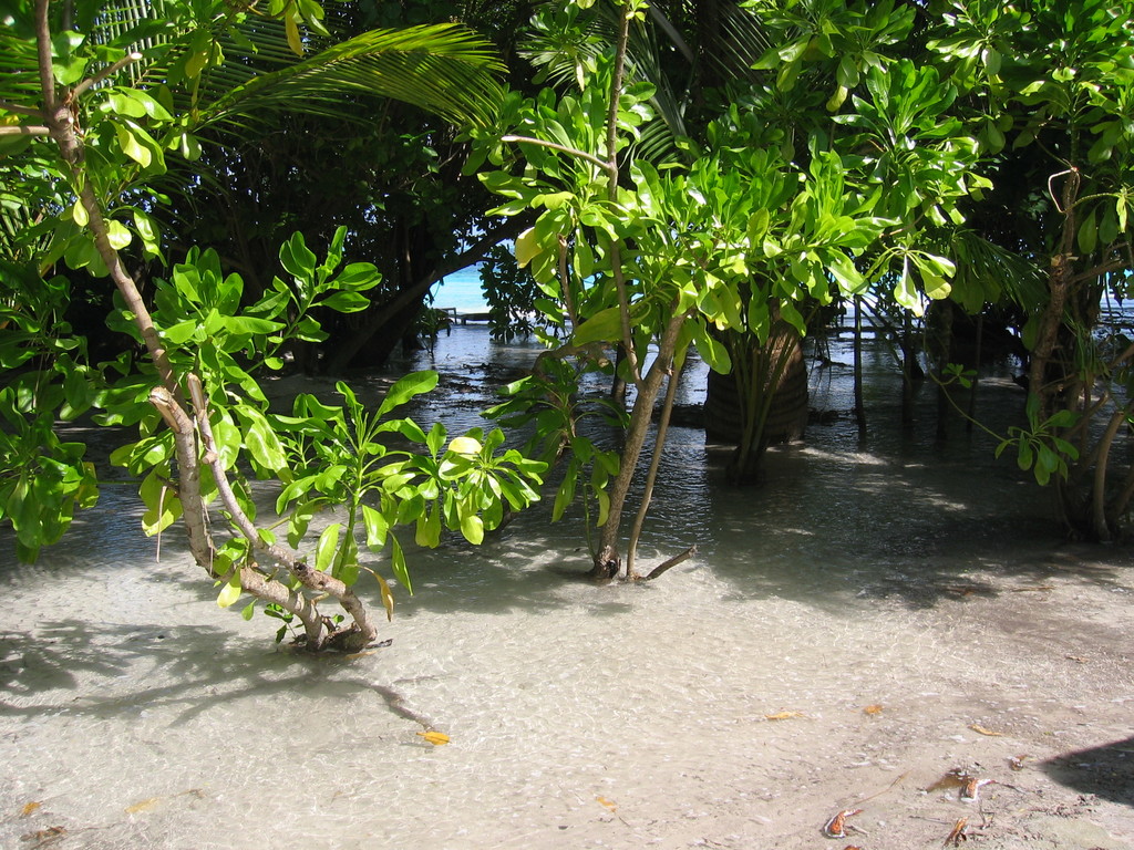 Vilamendhoo_Tsunami_2004_238.jpg