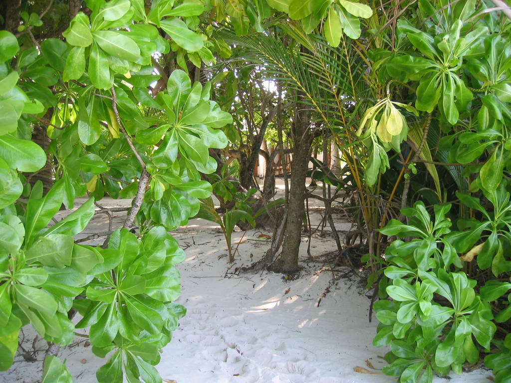 Vilamendhoo__2004_038.jpg