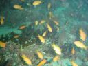Filename=DSC00029.JPG
Filesize=502KiB
Dimensions=1024x768
Date added=Aug 05, 2014 DSC00029.JPG
