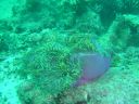 Filename=DSC00034.JPG
Filesize=470KiB
Dimensions=1024x768
Date added=Aug 05, 2014 DSC00034.JPG