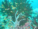 Dateiname=DSC00059.JPG
Dateigröße=545KB
Abmessungen: 1024x768
hinzugefügt am: 05. August 2014 DSC00059.JPG
