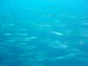 DSC00095.JPG