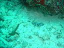 Dateiname=DSC00163.JPG
Dateigröße=502KB
Abmessungen: 1024x768
hinzugefügt am: 05. August 2014 DSC00163.JPG