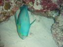 DSC00193.JPG