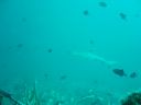 DSC00258.JPG