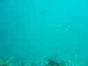 DSC00259.JPG