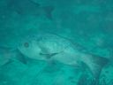 DSC00286.JPG