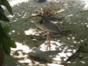 Vilamendhoo_2004_184.jpg