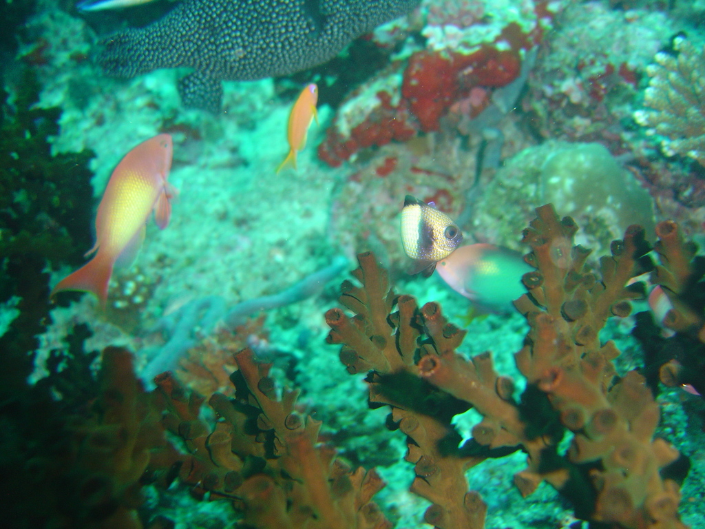DSC00100.JPG