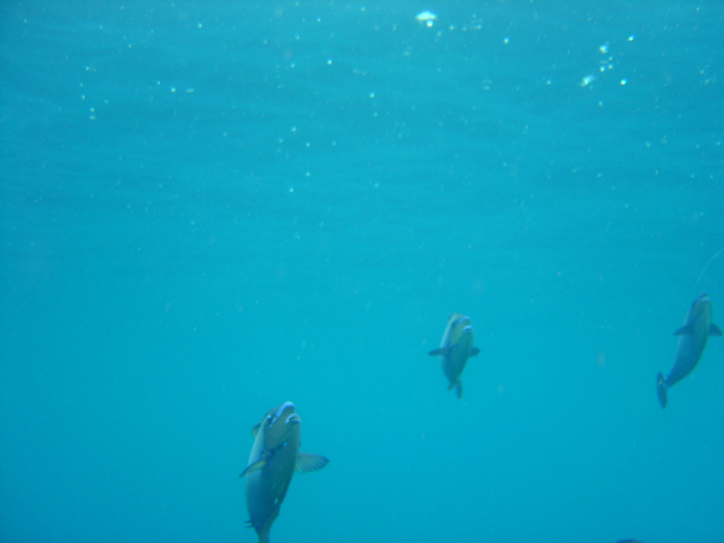 DSC00103.JPG