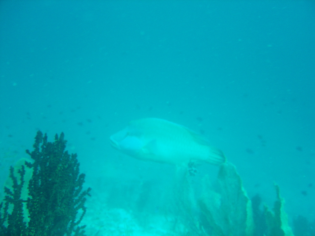 DSC00236.JPG